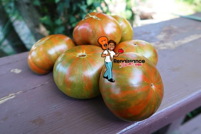 Zebra Ezel Tomato