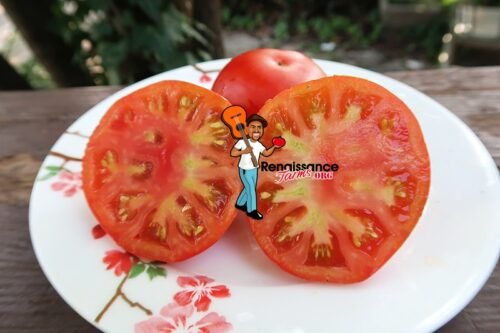 Belle Arlesienne Tomatoes