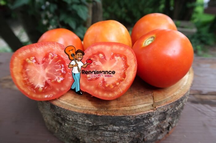Burgurland's Triumph Tomato 2109