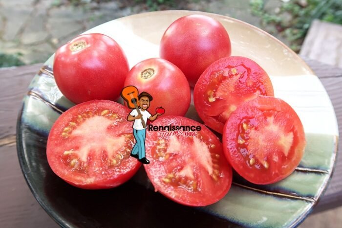 Dwarf Rosalinda Tomato
