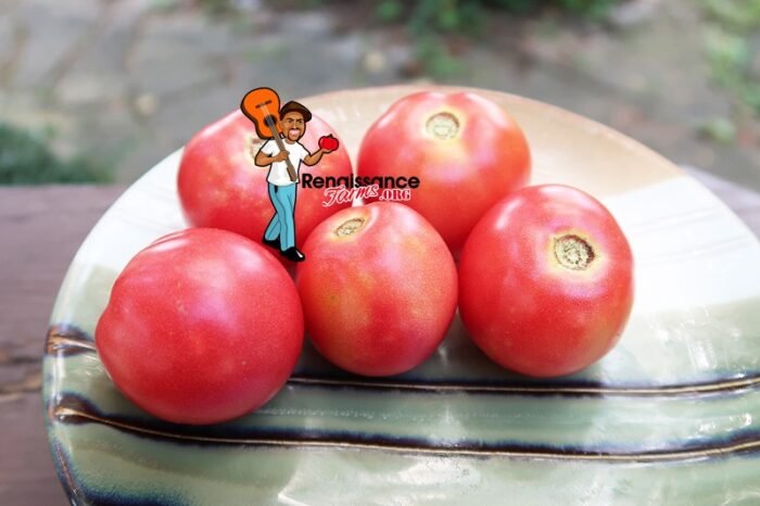 Dwarf Rosalinda Tomato Pictures