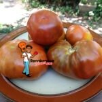 Mulatte Dwarf Tomato Images