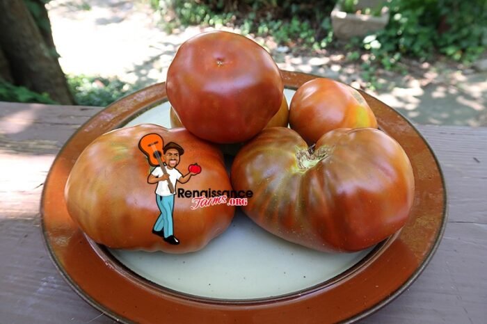 Mulatte Dwarf Tomato Images