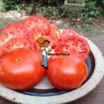 Dwarf Maura's Cardinal Tomato Pictures