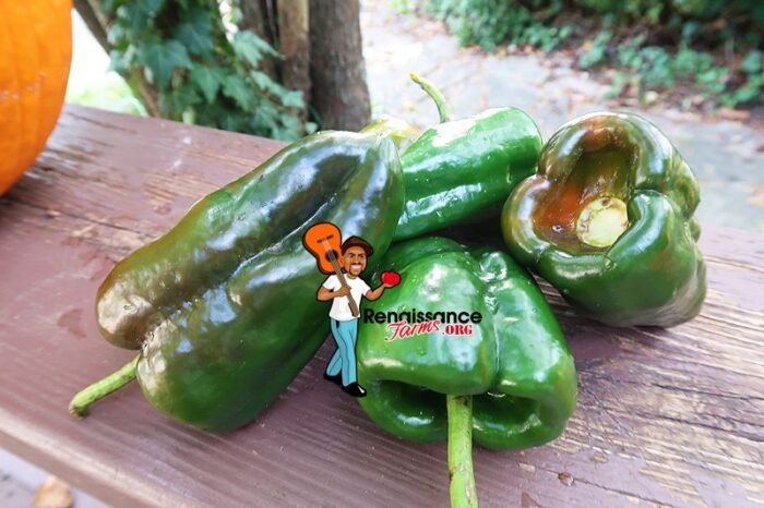 Ancho Poblano Pepper Green