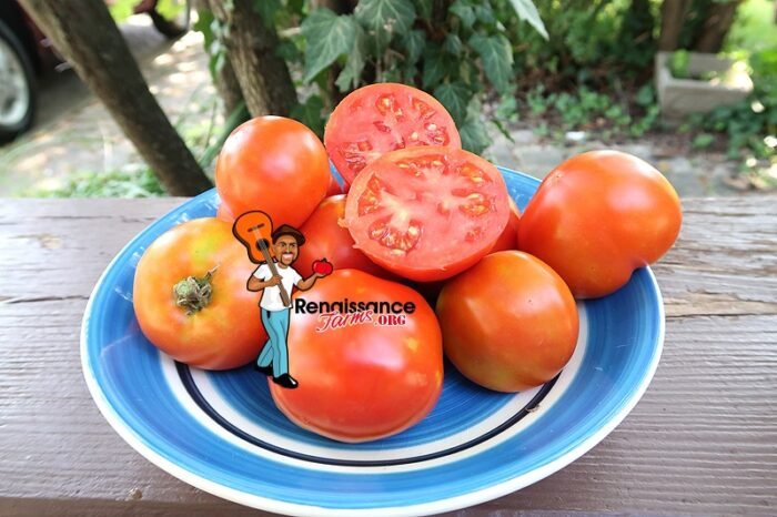 Rhode Island Early Tomatoes