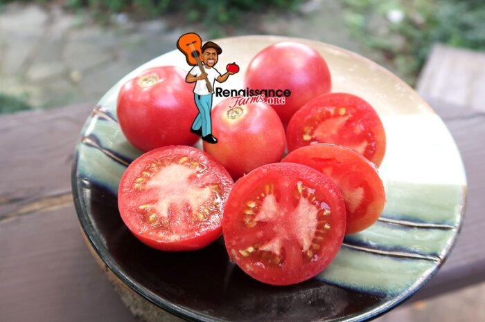 Dwarf Rosalinda Tomatoes