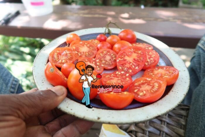 Santori Tomato 2019