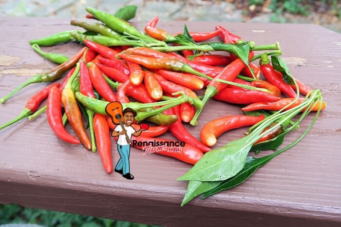 Thai Dragon Pepper