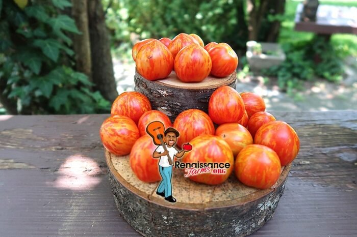 Tigrette dwarf Tomato