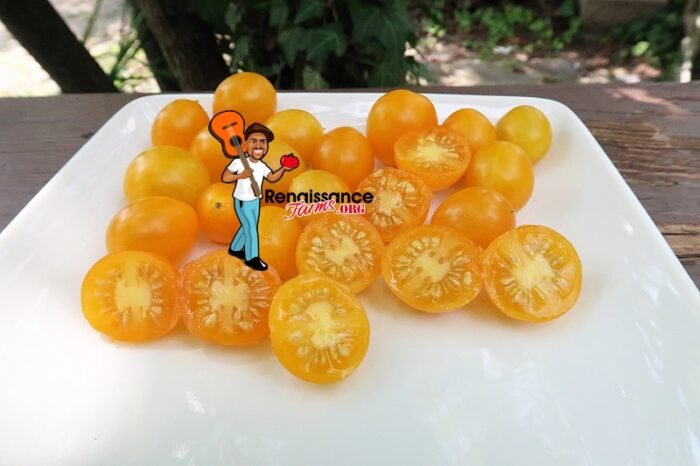 Zluta Kytice Tomato On Plate