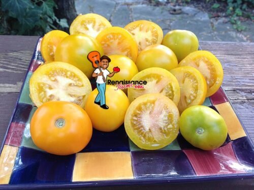 Tschechische Gelbe Tomato Yellow