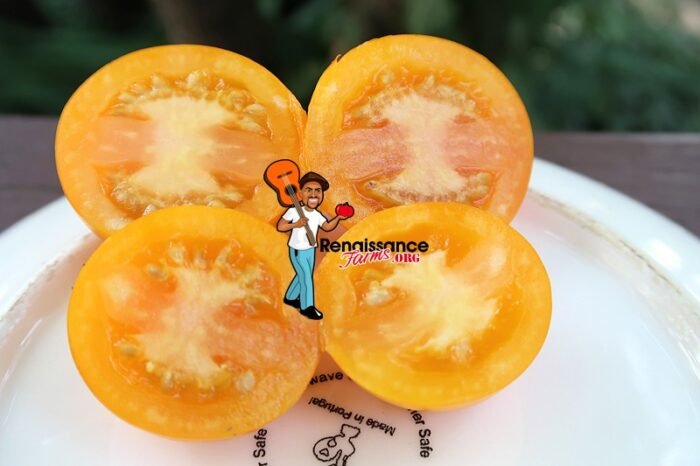 Tschechische Gelbe Tomato 2019