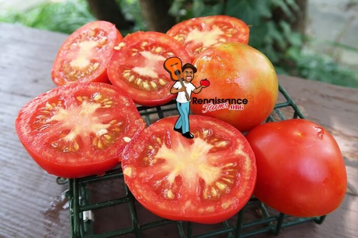 Tuckwood Favorite Tomato 2