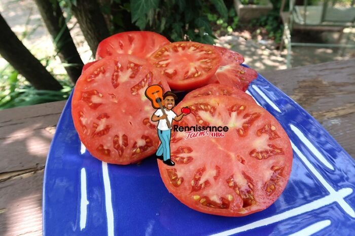 Winsall Tomatoes