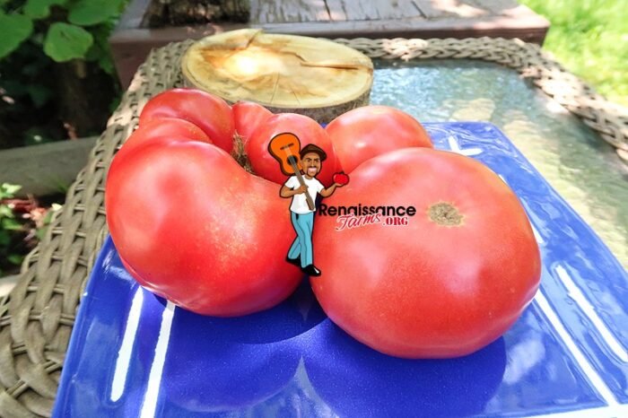 Winsall Tomato Picture