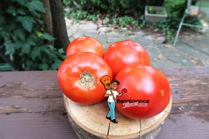 Wisconsin 55 Tomatoes