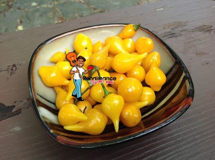 Biquinho Pepper Yellow Images