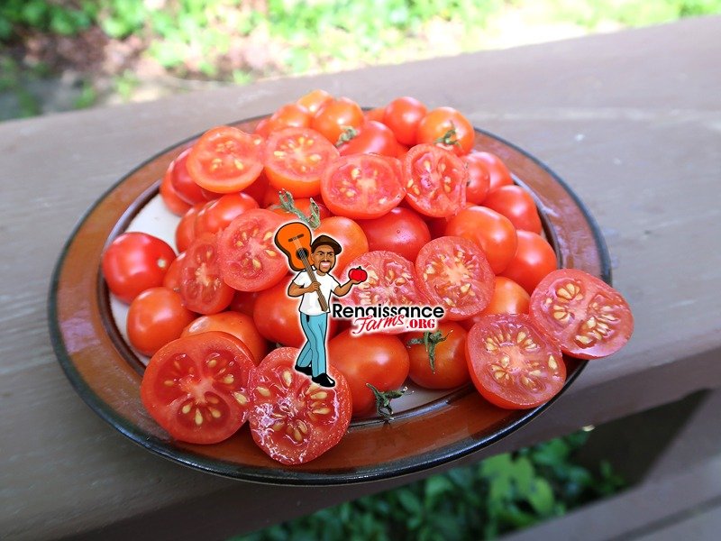 Delice De Neuilly Micro Dwarf Tomato