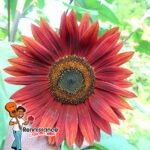 Sunflower Possibilities Mix