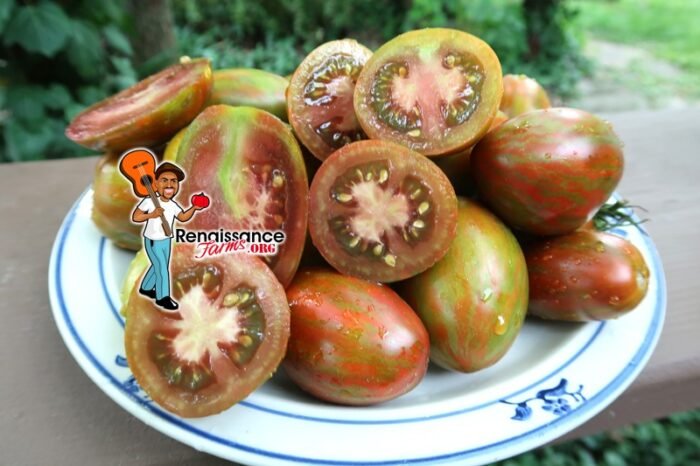 Dwarf Audrey's Love Tomato