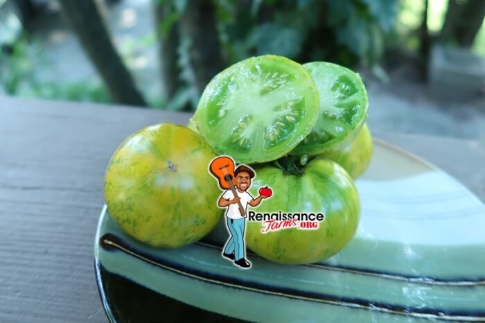 Dwarf Numbat Tomato