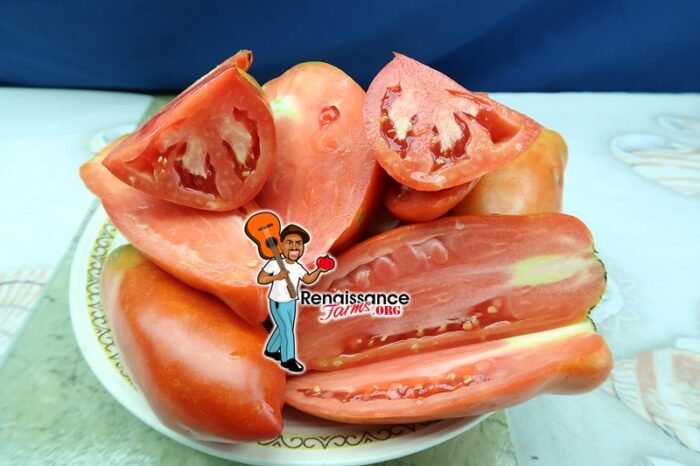 Federle Tomato