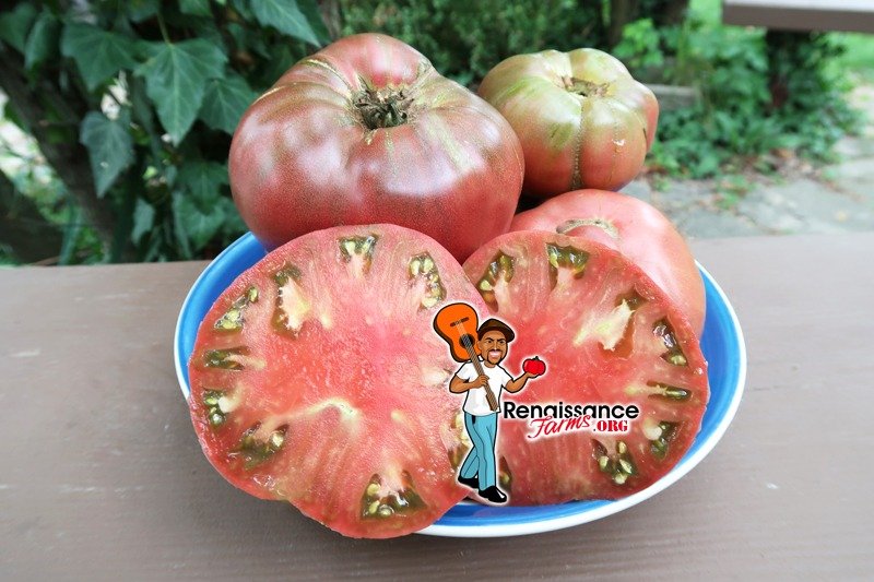 Gary'O Sena Tomato