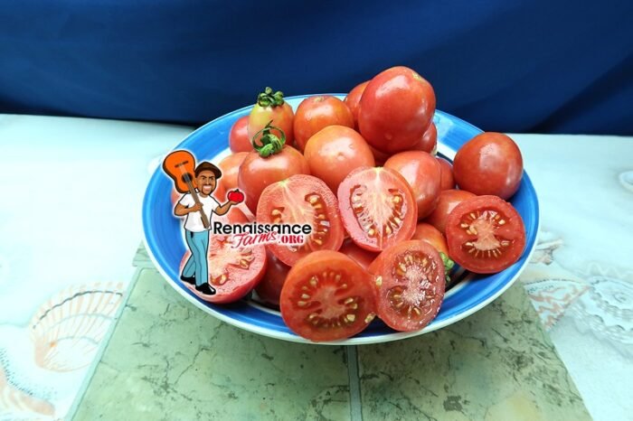 German Lunchbox Tomato 2020