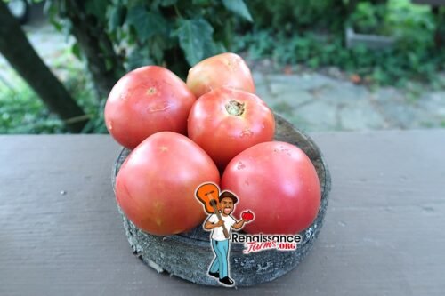 Goose Creek Tomato