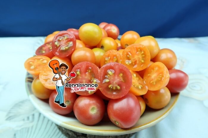 Honey Drop Tomato
