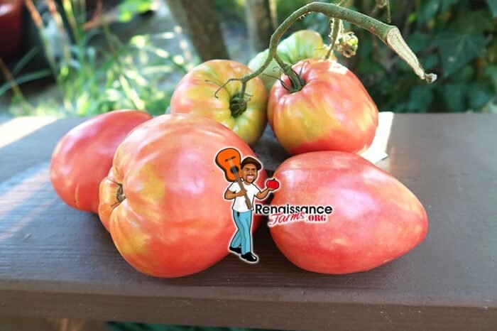 Kardynal Tomato