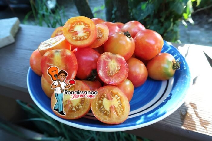 Karma Apricot Tomato