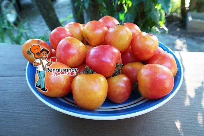 KARMA Apricot Tomato