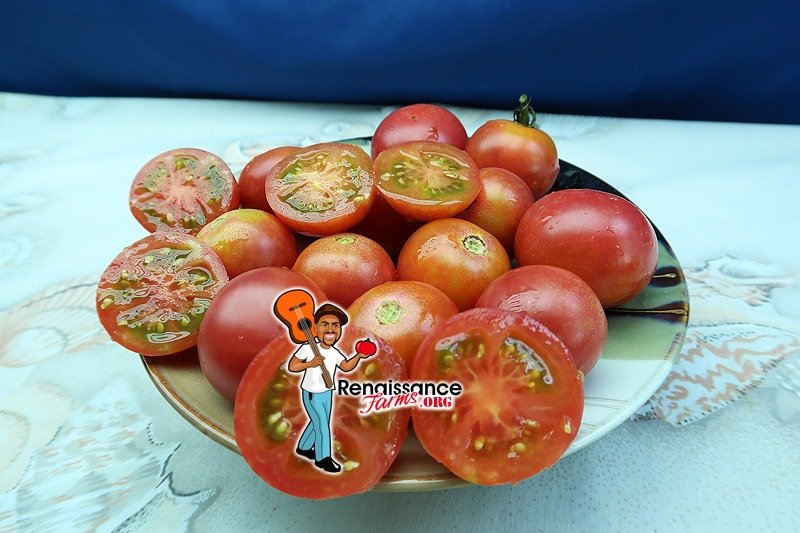 KARMA Pink Tomato