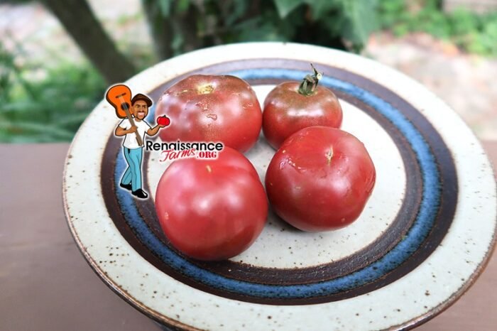 KARMA Purple Tomato