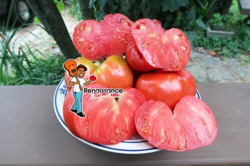 Maria Amazileties Giant Red Tomato