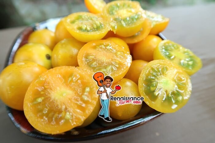 Orange Centiflor Tomato