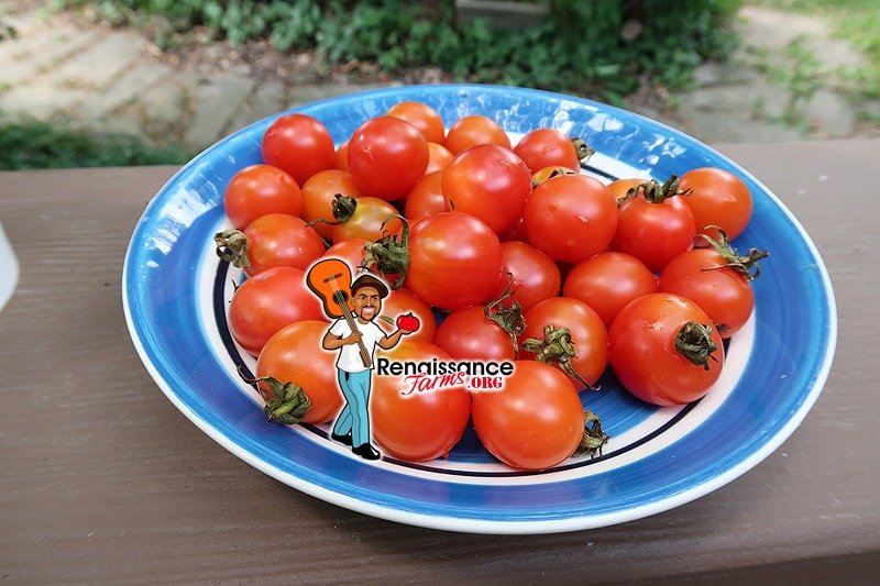 25 Orange Roussollini Tomato Seeds NON-GMO Organically Grown 