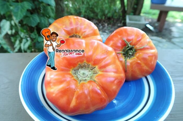 Pepe Jose Tomato