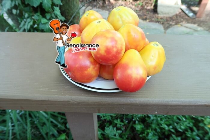 Piedmont Pear Tomato