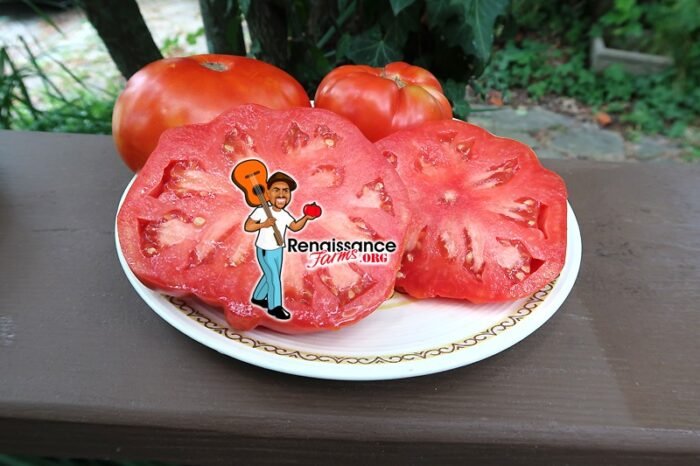 Red Barn Tomato