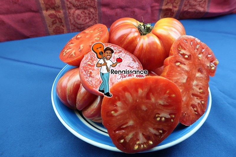 peber stor Flyselskaber Red Lithium Tomato Seeds For Sale At Renaissance Farms