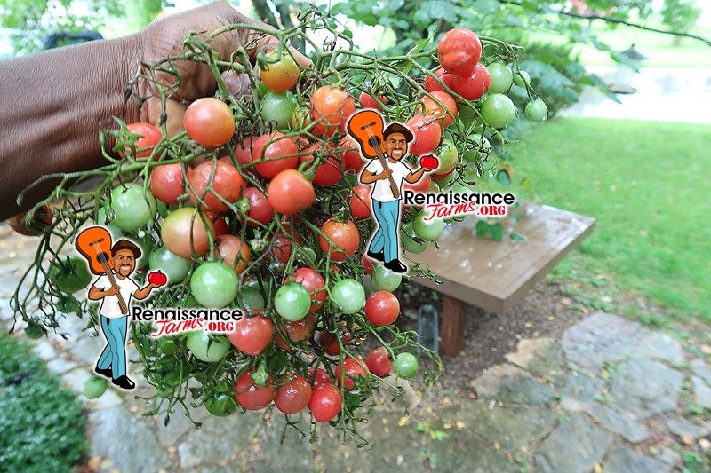 Rose Quartz Multiflora Tomato