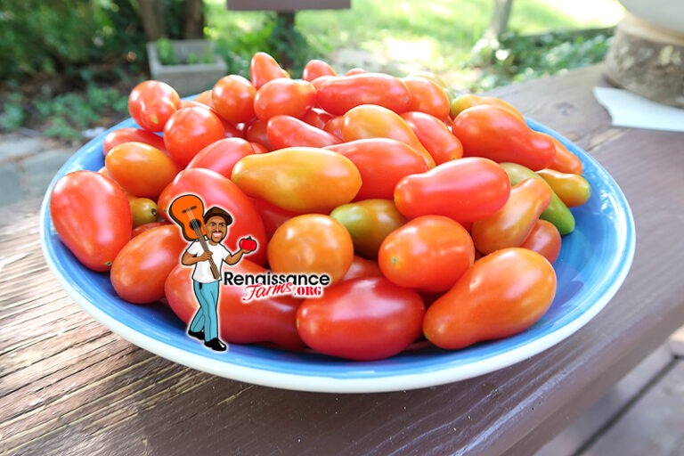 San Marzano Piccolo Tomato Seeds For Sale At Renaissance Farms