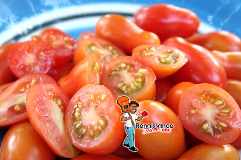 San Marzano Piccolo Tomato Seeds For Sale At Renaissance Farms