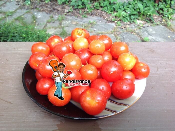 Snegirjok Micro Dwarf Tomato
