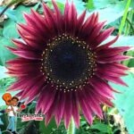 Sunflower Mix Possibilities