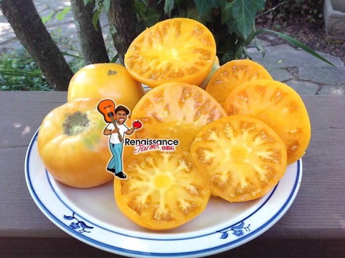 Super Nova Tomato