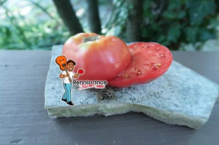 Giant Kalian Tomato